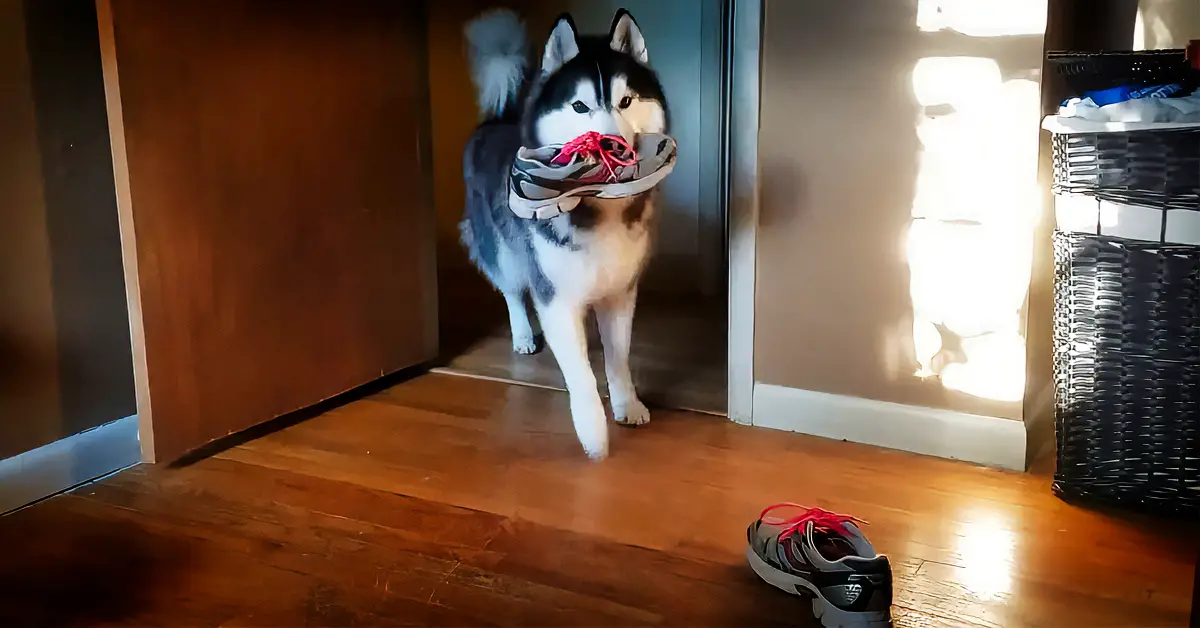 husky steals shoe