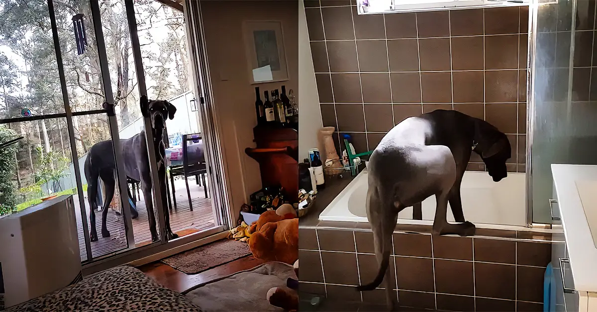 great dane bath time