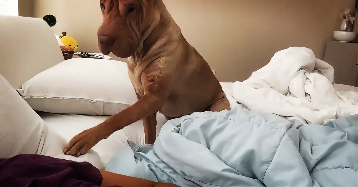 Shar Pei