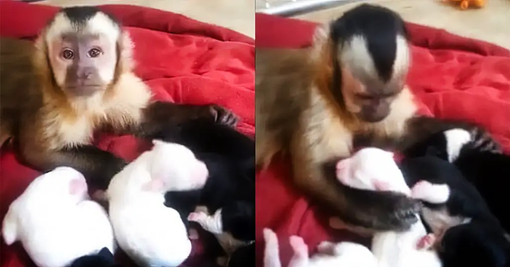 monkey meets puppies