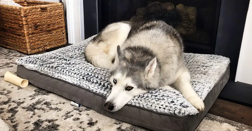 new dog bed