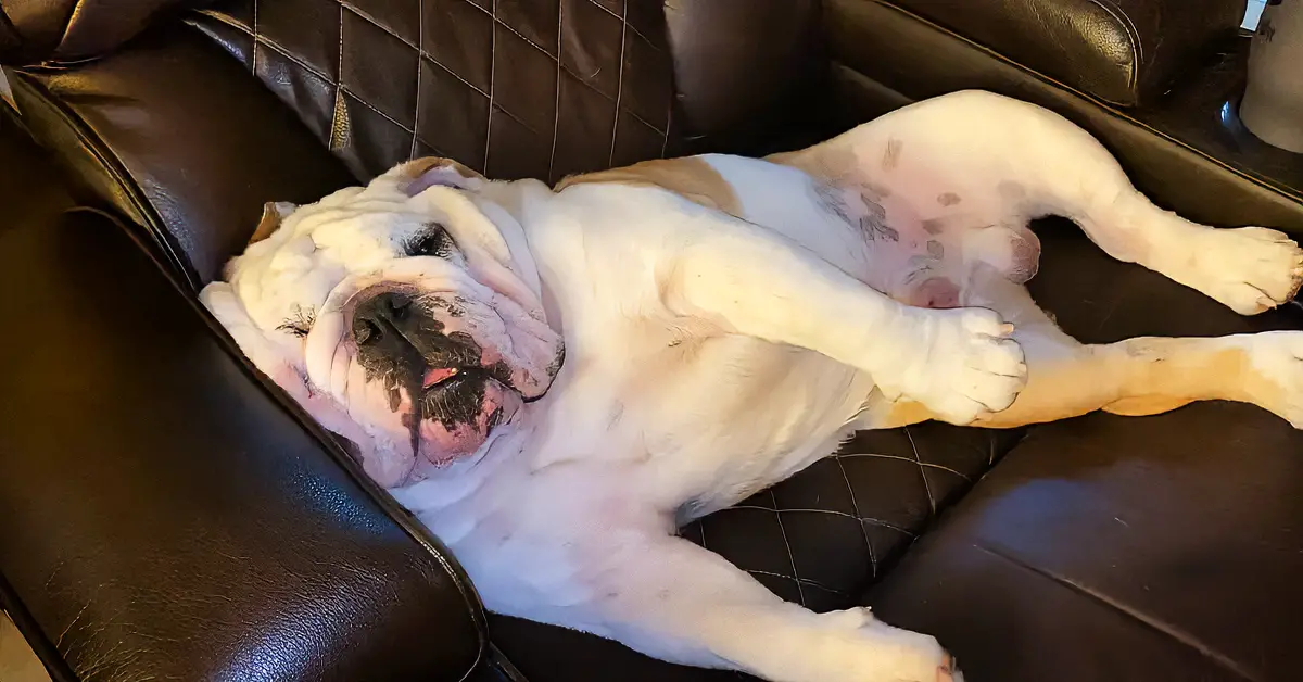 bulldog watching TV