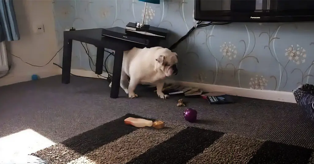 bulldog scratches itch