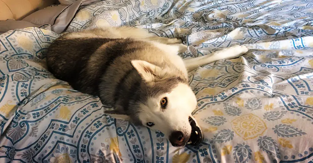 husky won't get out of bed