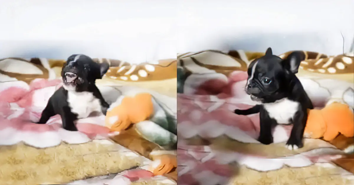 mean puppy