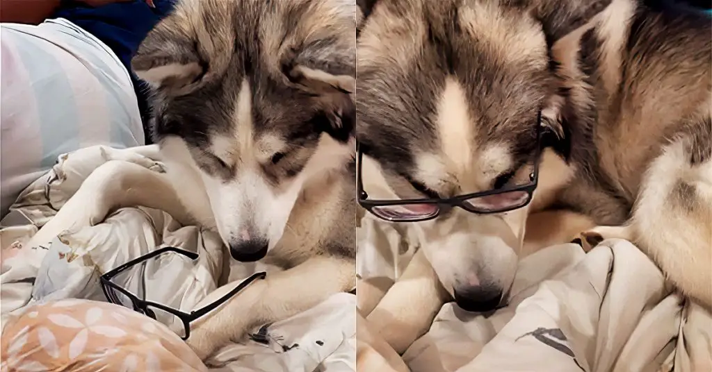 dog wearing glasses