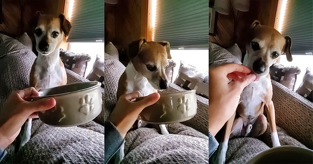 spoiled dog