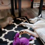 husky wants puppy to wake up