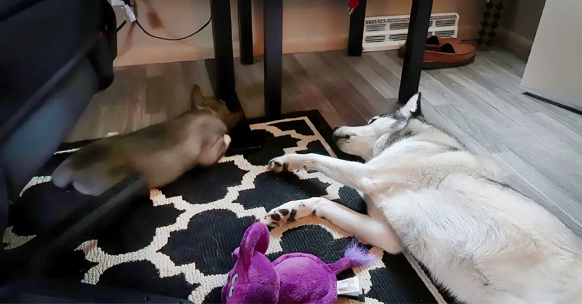 husky wants puppy to wake up