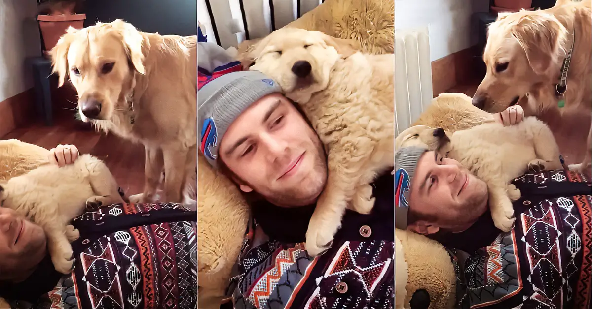 jealous Golden