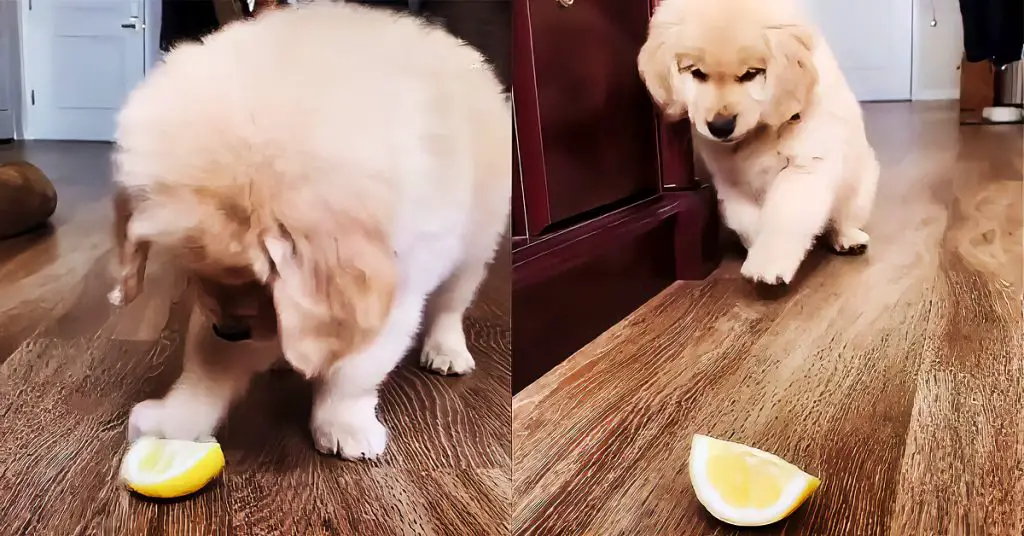 puppy lemon slice