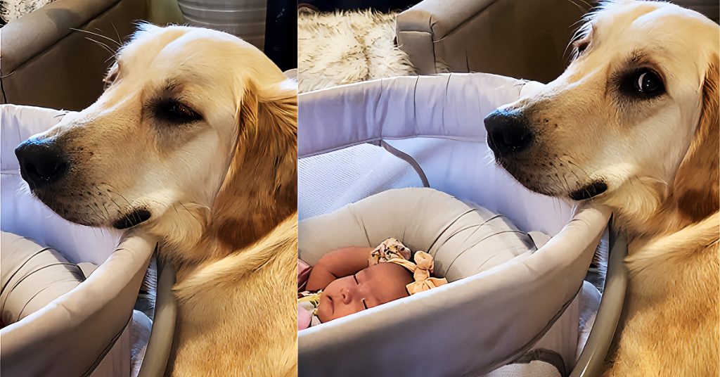 puppy protects baby