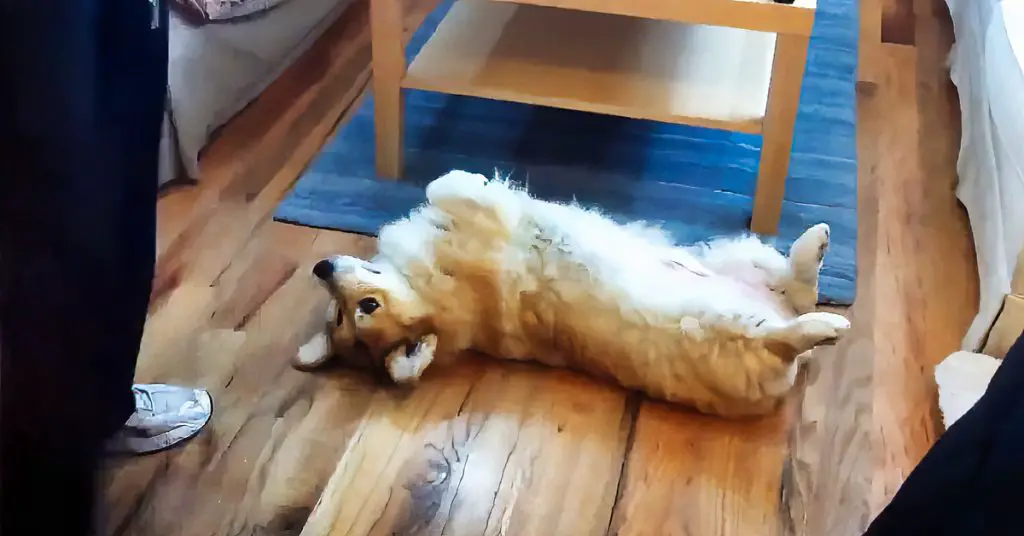 lazy corgi dog