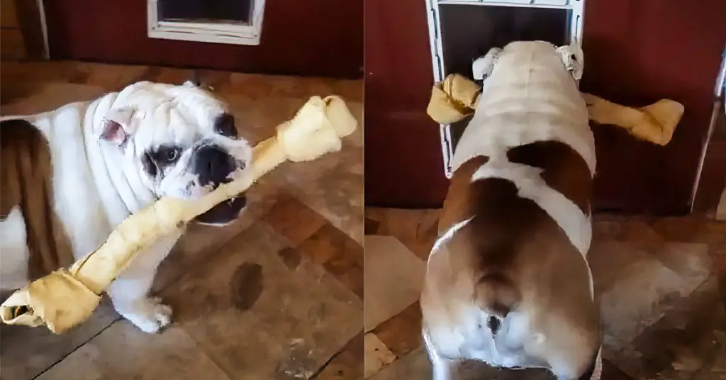 bulldog big bone