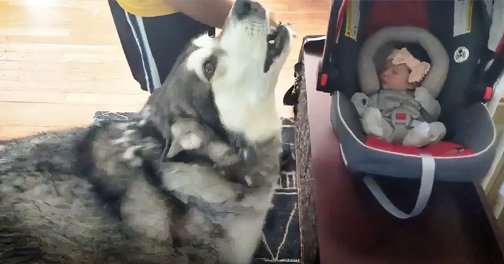 excited malamute