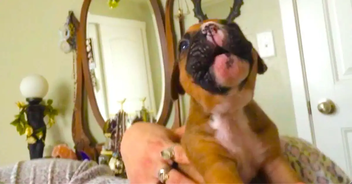 boxer puppy howls