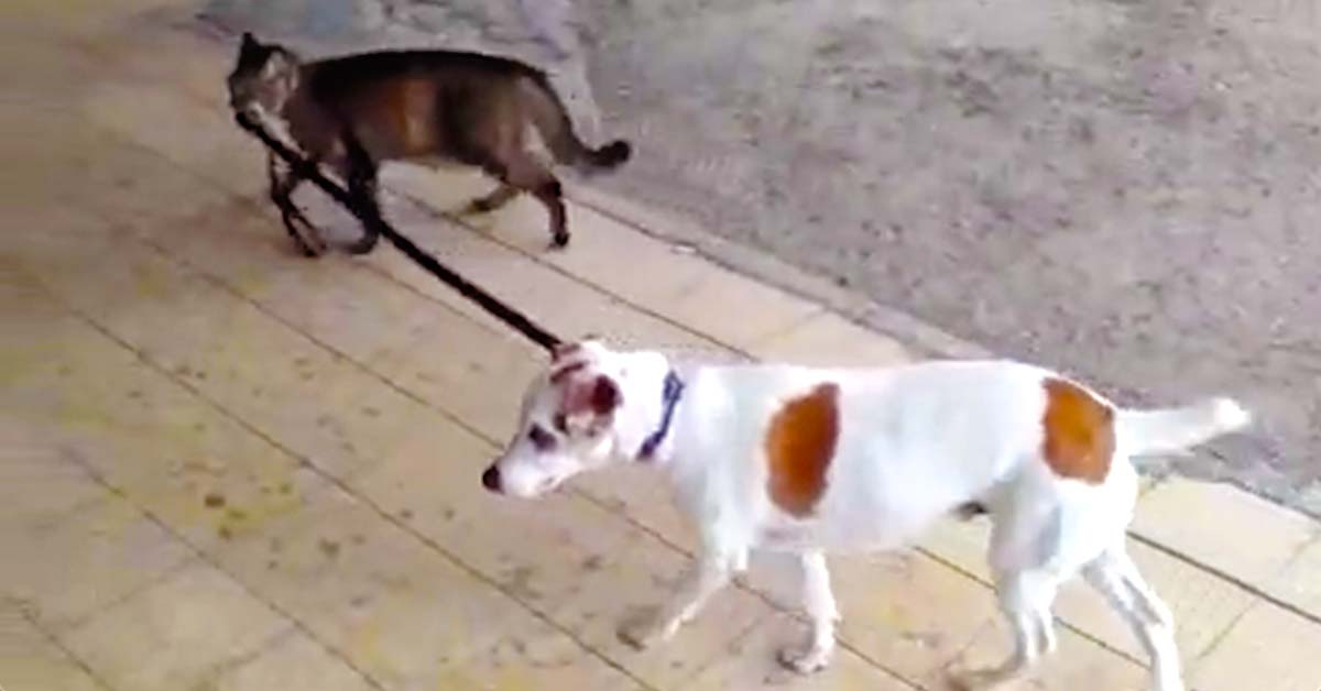 cat leads dog