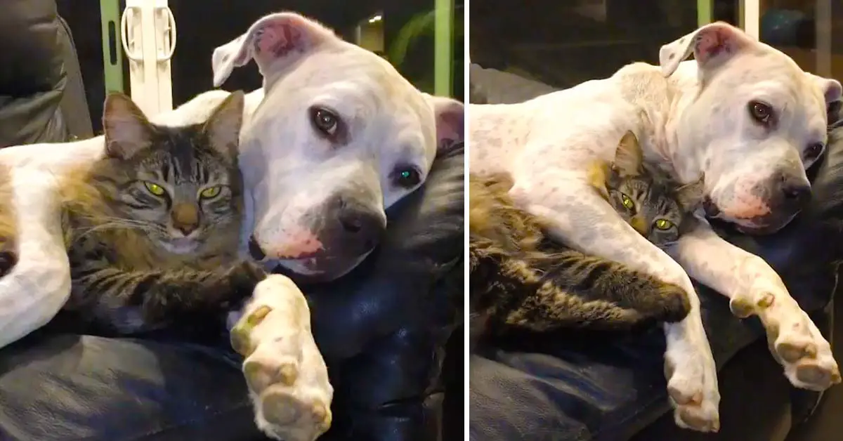 cat and dog