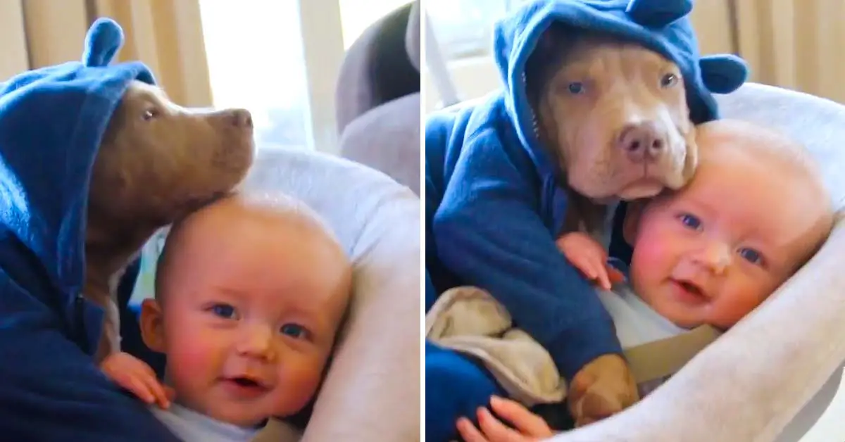 dog and baby