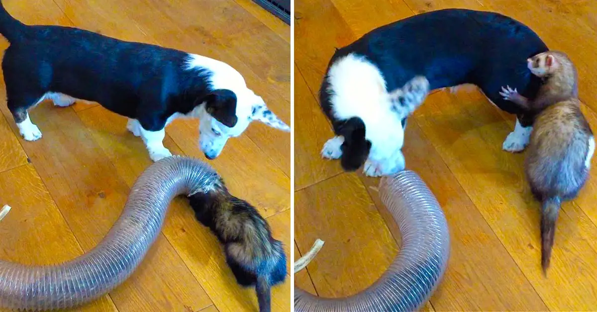 dog and ferret