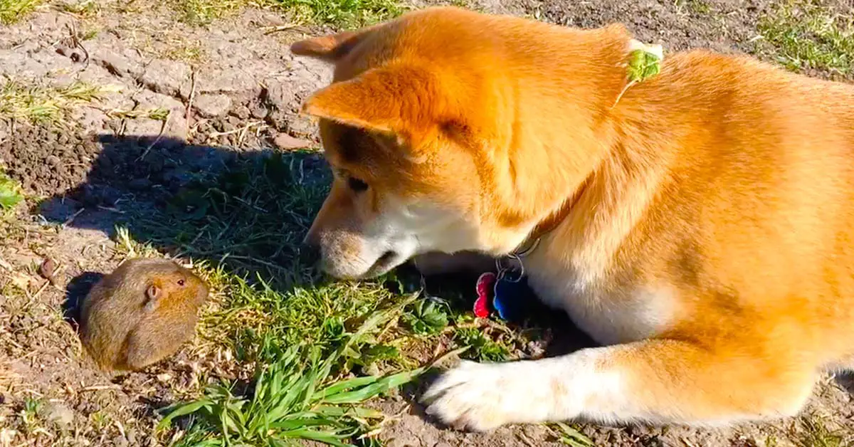 dog and gopher