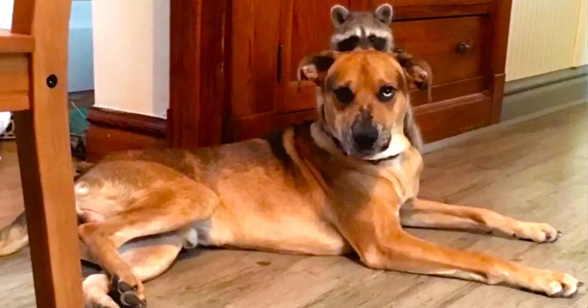 dog and raccoon