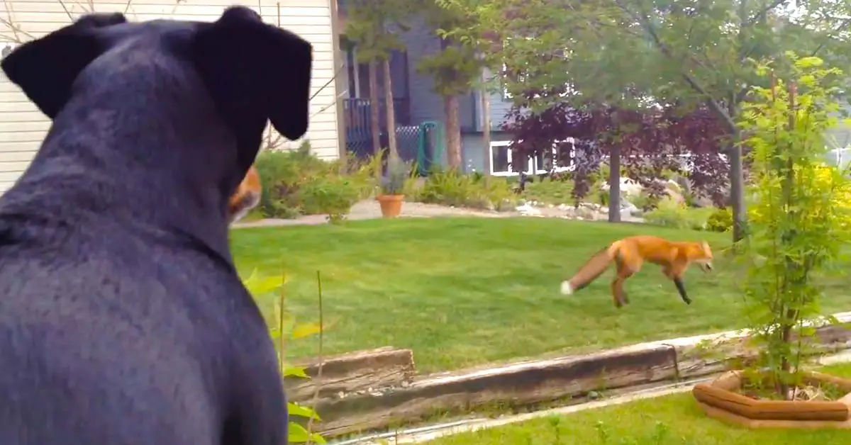 fox plays with dog toy