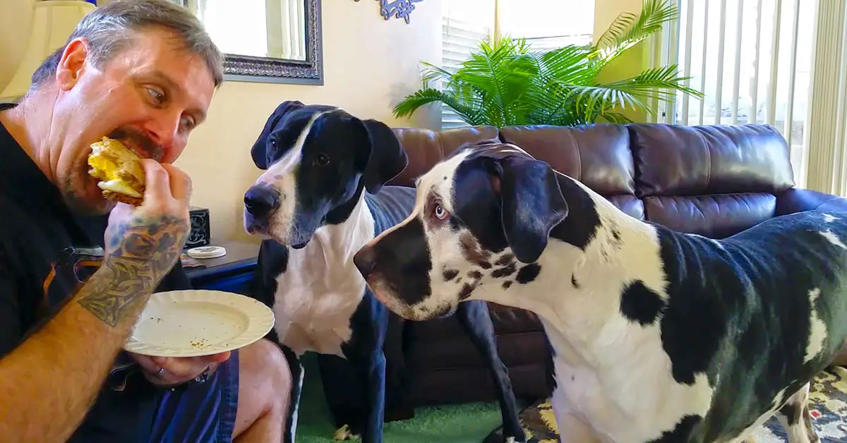 great danes