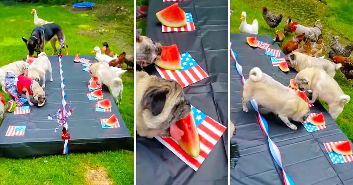 watermelon feast