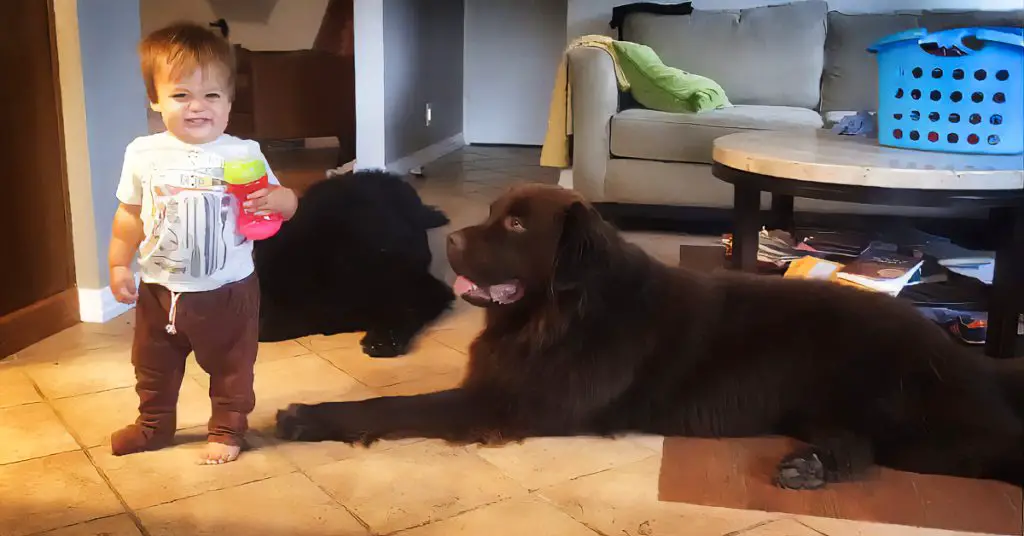 dog kisses toddler