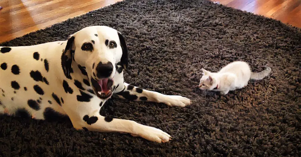 kitten and dalmatian
