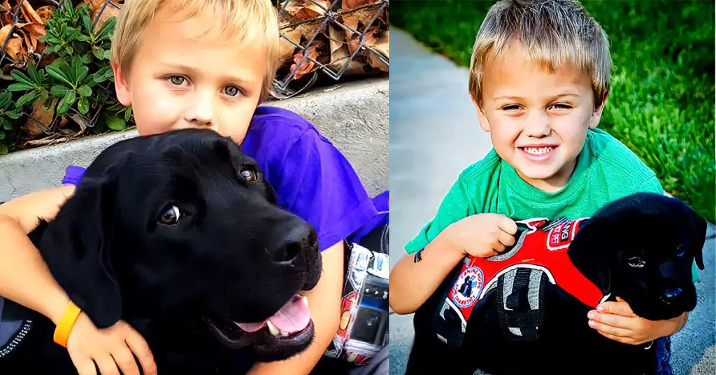 dog saves boy with diabetes