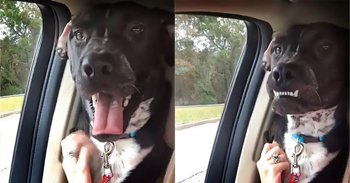 Angry French Bulldog Throws Tantrum Over Cheerios