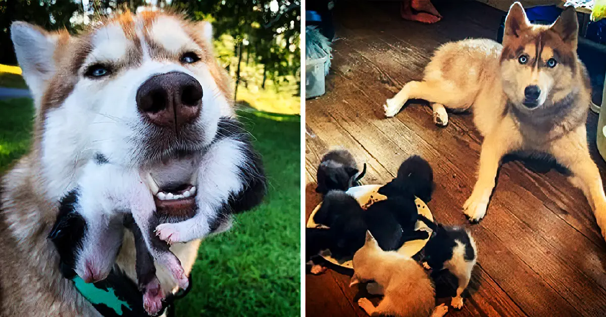 husky rescues kittens