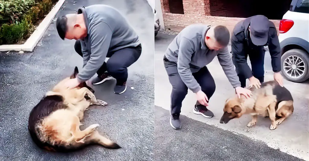 police dog reunites with handler