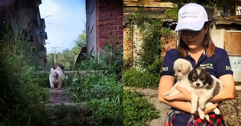 puppy leads rescuers