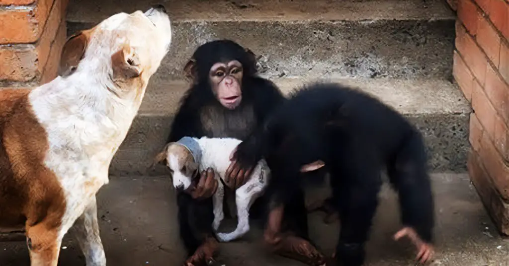 chimps and puppy