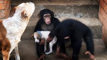 chimps and puppy