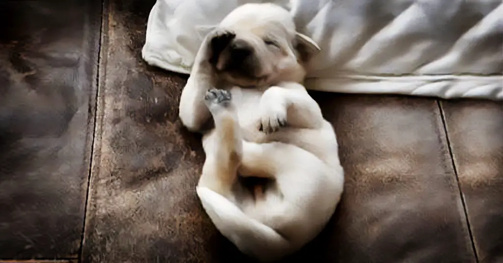 lab puppy dreams