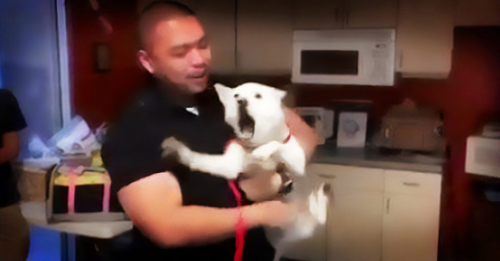 dog and owner reunited