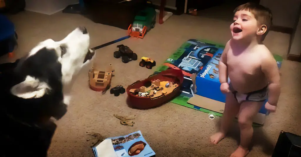 toddler and husky howling