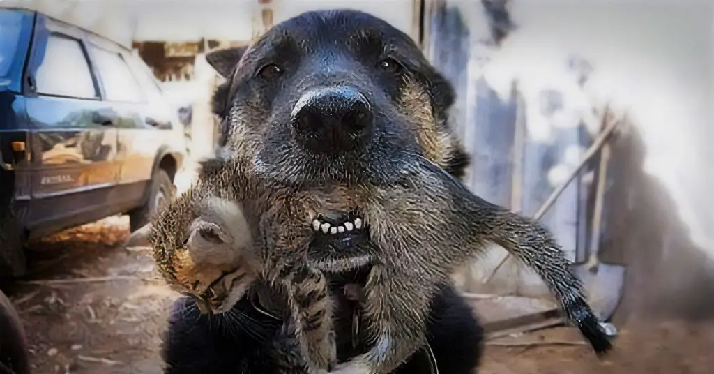 dog saves kitten