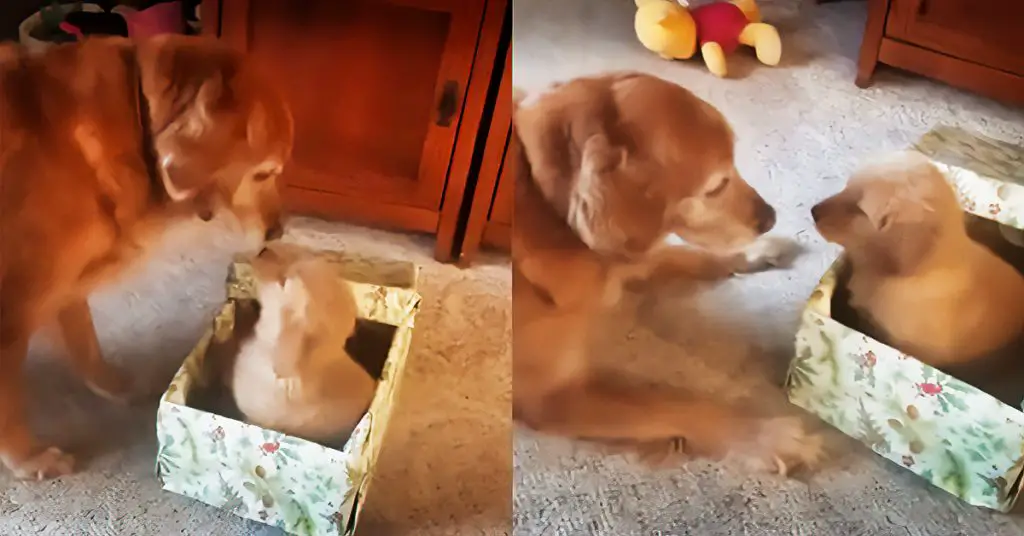 dog unwraps present