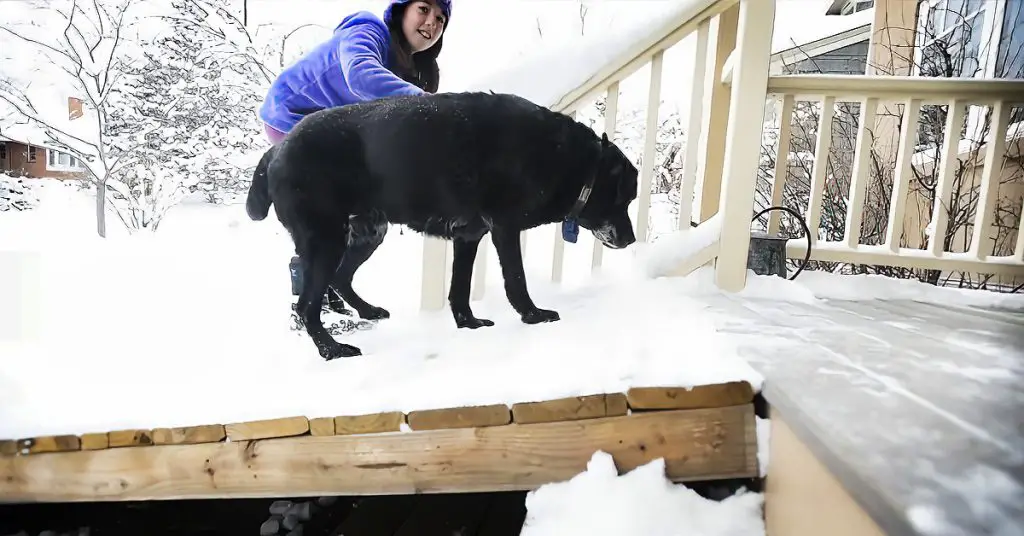 dog ramp