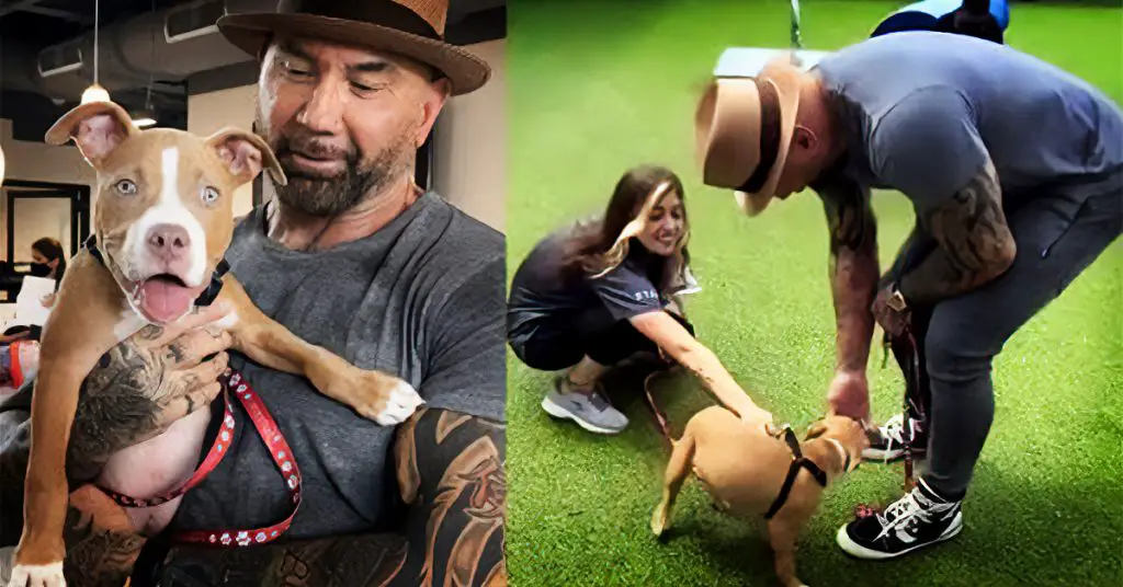 actor adopts abused dog