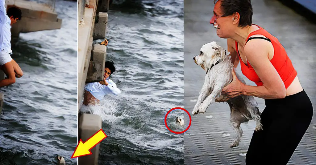 saving drowning dog