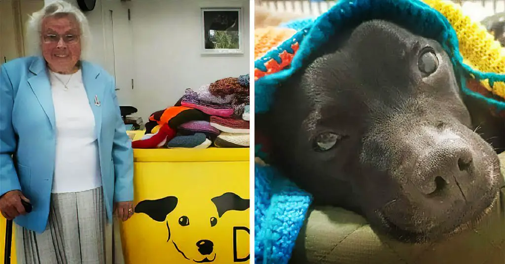 woman knits blankets for dogs