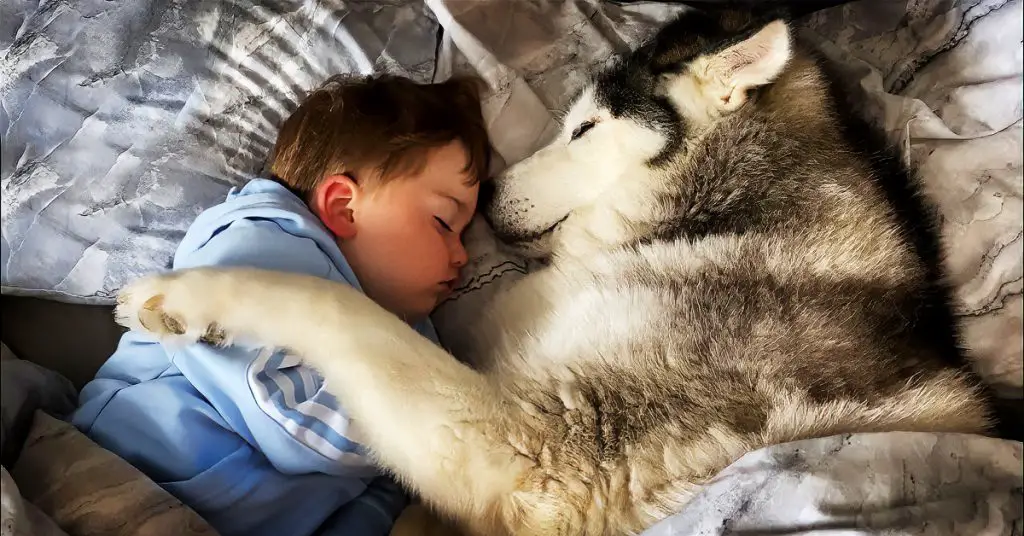 husky snuggles with toddler