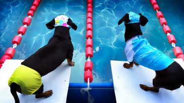 dachshund olympics