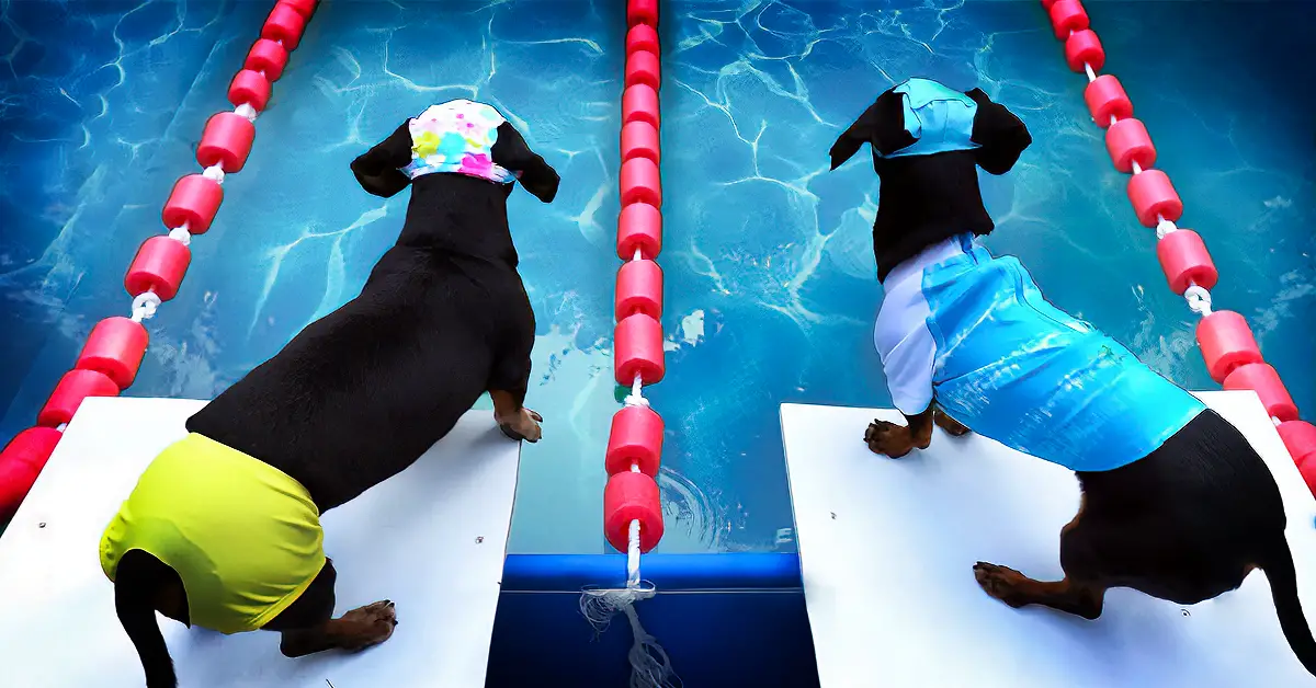 dachshund olympics